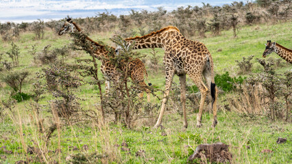 Giraffes thrive beautifully in their natural habitats across vast landscapes, especially in Africa