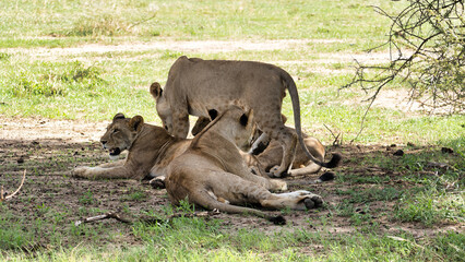 Fototapeta premium Serene Moments Lions Relaxing Peacefully and Comfortably in Their Natural Habitat in the Wild Tarangire National Park Tanzania Africa