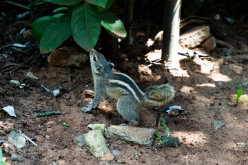 Ecureuil de Srilanka