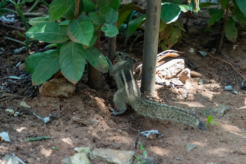 Ecureuil de Srilanka