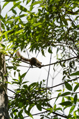 Ecureuil de Srilanka