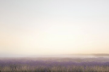 Obraz premium Misty sunrise over a vast lavender field, creating a serene and peaceful landscape.