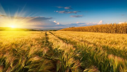 landscape in summer with bright sun meadows and golden cornfield in the background