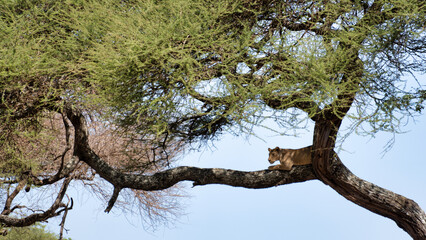 A Lion is Seen Relaxing Peacefully on a Tree Branch in the Vast African Savanna Land Tarangire National Park Tanzania Africa