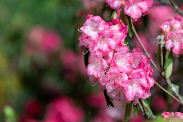 Close up of pink Rhododendron flowers in bloom