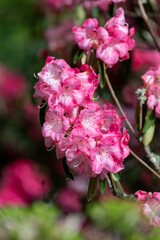 Close up of pink Rhododendron flowers in bloom