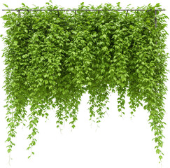 Obraz premium Lush Green Hanging Vine Wall Foliage Greenery Plant Nature Background Botanical Garden Decor Ivy