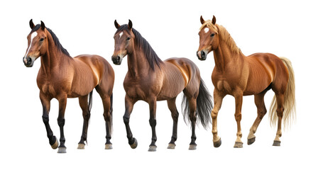 Set of brown horse isolated on transparent background.