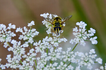 A hoverfly (Syrphidae) mimicking a wasp, collecting nectar from delicate white wild carrot (Daucus carota) flowers. Macro shot showcasing natural pollination and biodiversity.