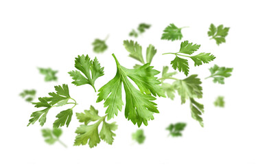 Fresh green parsley leaves in air on white background