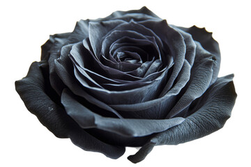 Black rose blossom petals arrangement, cut out transparent