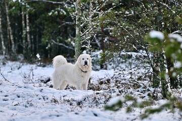 Biały Owczarek © Jacek