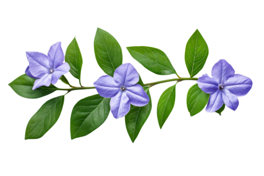 Vinca minor periwinkle flower with stem and leaves, cut out transparent