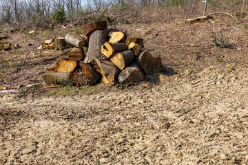 Log trunks pile. Sawn trees from the forest. Logging timber wood industry. Cut trees along a road prepared for removal.  Natural wooden background - closeup of chopped firewood. Pile of wood logs.