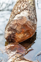 Tree damaged by a beaver, Rhône, France; Tree trunk gnawed by european beaver. Damage caused by wildlife