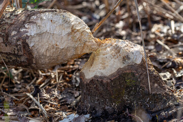 Tree damaged by a beaver, Rhône, France. Tree trunk gnawed by european beaver. Damage caused by wildlife.