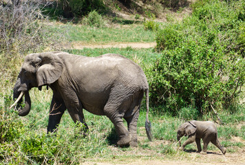 Majestic Elephants Gracefully Walking in Natures Splendor, a True Spectacle to Behold
