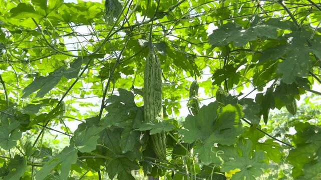 Bitter melon vegetable garden