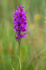 Leopard marsh Orchid (Dactylorhiza majalis subsp praetermissa var junialis) flowering in a meadow