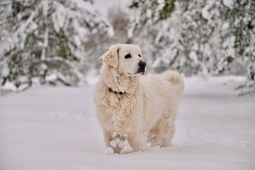 Biały Owczarek i śnieg