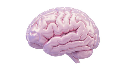 Isolated Realistic Human Brain: Detailed Anatomical Rendering for Medical and Educational Purposes in Healthcare