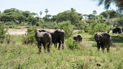 Majestic Elephants Gracefully Roaming Through a Vibrant and Lush Savanna Landscape