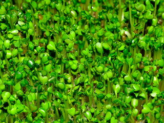 Arugula Sprouts