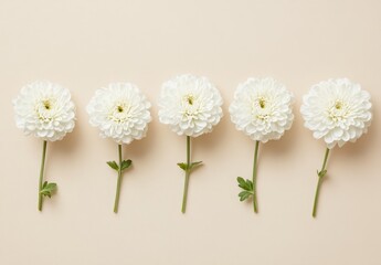 Obraz premium Cream Background with Minimalist White Zinnia Flowers