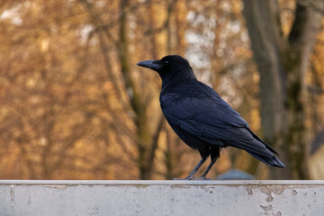 Black raven.