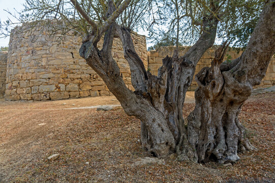 Oil trees and antique ruins of the iberean settlement Puig de Sant Andreu near Ullastret, Spain