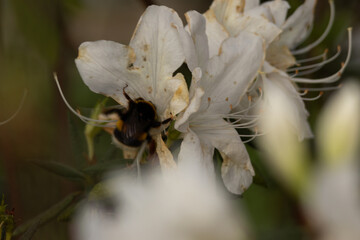 A close-up of delicate white flowers in soft natural light, highlighting their intricate petals and gentle textures.