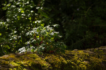 A small yet resilient plant growing atop a moss-covered rock in a dense forest.
