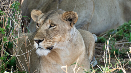 A Majestic and Graceful Lioness Resting Peacefully in Natures Warm Embrace and Beauty Tarangire National Park Tanzania Africa