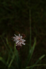 A delicate wildflower stands alone in the dim light, surrounded by soft green blades of grass. The moody atmosphere highlights the natural textures and quiet beauty of this solitary bloom