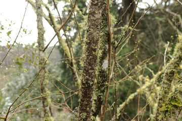 Dense pine forest with tall, evenly spaced tree trunks creating a natural pattern. The dark interior contrasts with soft light on the bark, evoking mystery and tranquility.