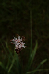 A delicate wildflower stands alone in the dim light, surrounded by soft green blades of grass. The moody atmosphere highlights the natural textures and quiet beauty of this solitary bloom