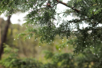 Fototapeta premium A delicate close-up of a pine tree branch adorned with tiny raindrops glistening in soft, diffused light.