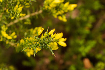 Sharp thorns and delicate yellow blossoms contrast beautifully in this close-up of a wild flowering plant. Bathed in warm natural light, this image captures the resilience