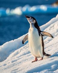 Fototapeta premium A penguin stands on a snowy landscape with a blue ocean in the background. The scene captures a moment of tranquility in a cold environment.