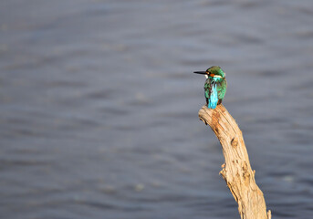 川辺のカワセミ