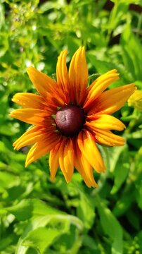 Rudbeckia flower in the wind