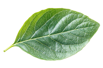 Fresh green leaf showing detailed leaf veins and textures, cut out transparent