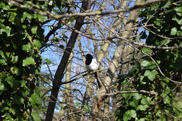 bird on a tree
