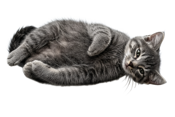 Gray tabby kitten lounging on its back, looking into camera, cut out transparent