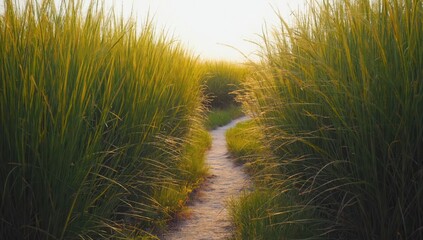 Obraz premium There is a winding path that leads through a vast field of tall grass
