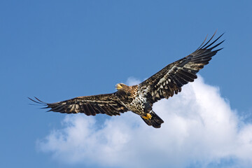 An Immature Bald Eagle Floats in the Sky