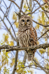 A Barred Owl Staring At the Photographer