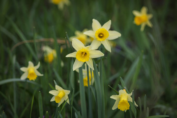 Obraz premium yellow daffodils in spring