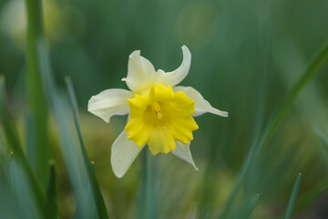 Fototapeta premium yellow daffodils in spring