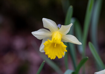 yellow daffodils in spring